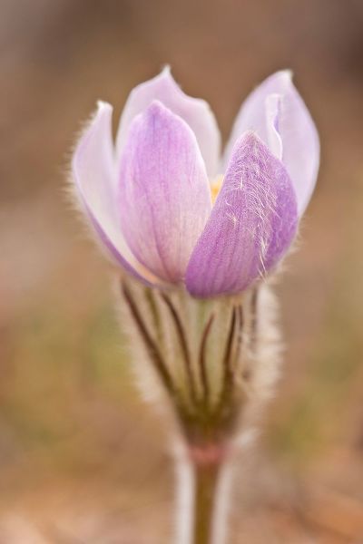 Canada-Manitoba-Sandilands Provincial Forest Prairie crocus flower close-up